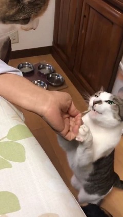 那須 長楽寺 猫 住職