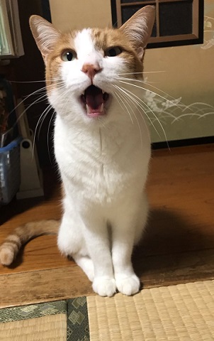 那須 長楽寺 猫 住職