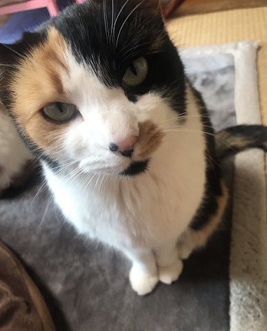 那須 長楽寺 猫 住職