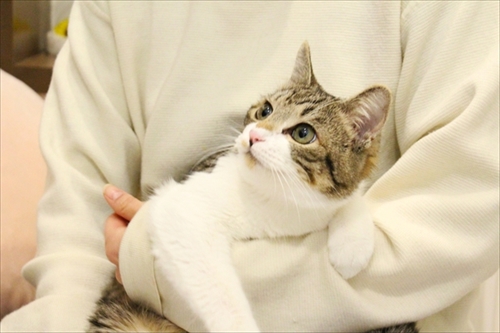 マイペリドットカフェ