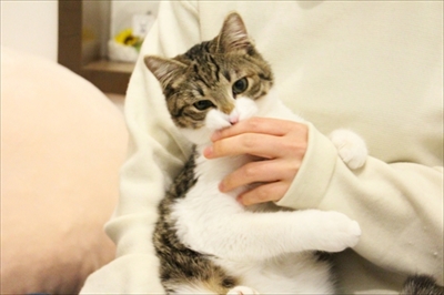 マイペリドットカフェ