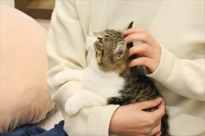 マイペリドットカフェ