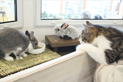 マイペリドットカフェ