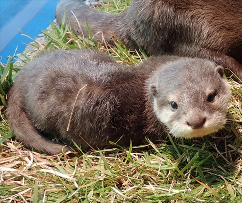サンシャイン水族館・コツメカワウソ