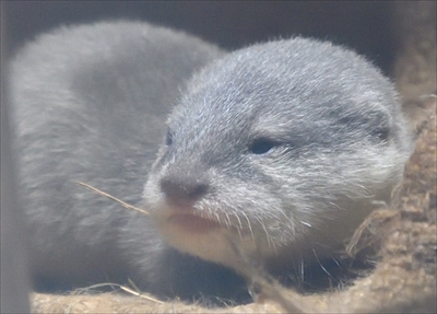 サンシャイン水族館・コツメカワウソ