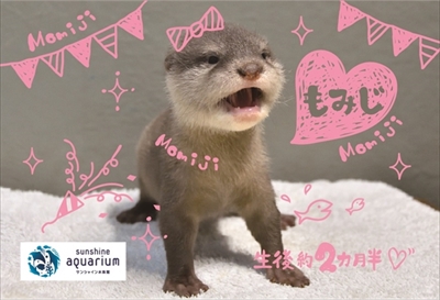 サンシャイン水族館・コツメカワウソ