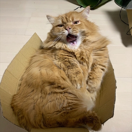 マンチカンズと仲間たち