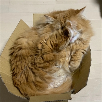 マンチカンズと仲間たち