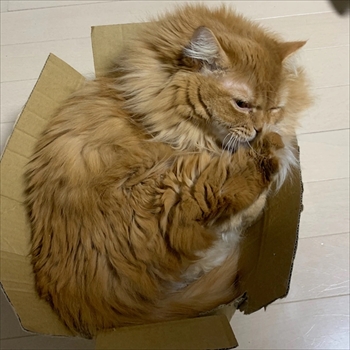 マンチカンズと仲間たち