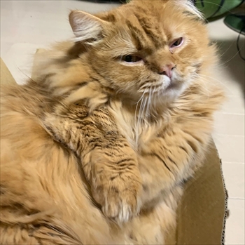 マンチカンズと仲間たち