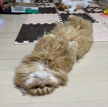 マンチカンズと仲間たち