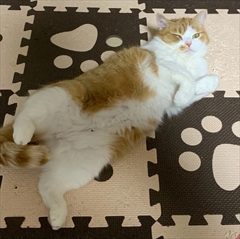 マンチカンズと仲間たち