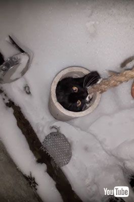 よじ登るニャンコ