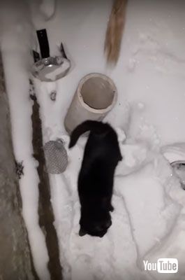 助け出されたニャンコ