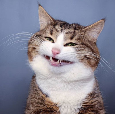 にんまりするレキシーくん