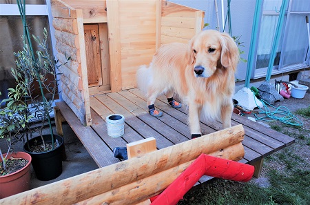 こー君　ススキ