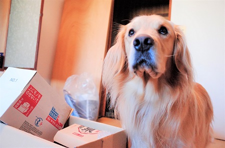 こー君　ススキ