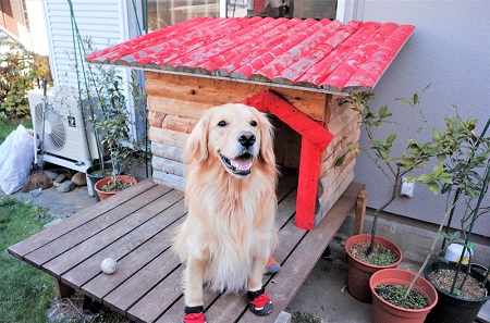 こー君　ススキ