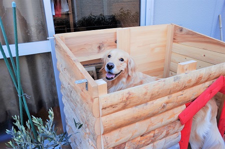 こー君　ススキ