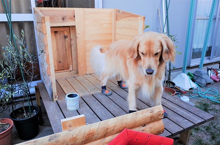 こー君　ススキ