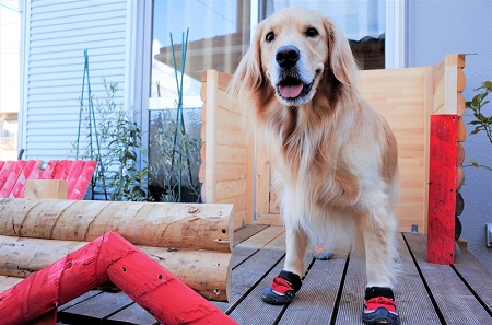 こー君　ススキ