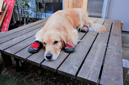 こー君　ススキ