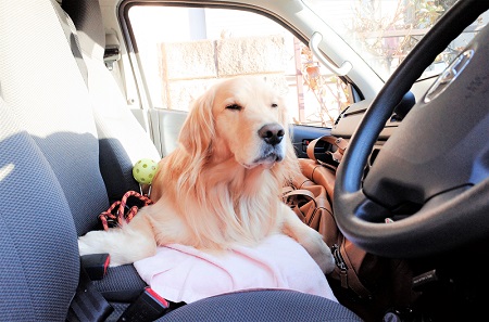 こー君　ススキ