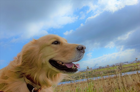 こー君　ススキ
