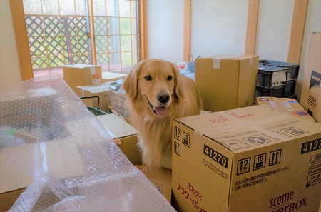 こー君　ススキ