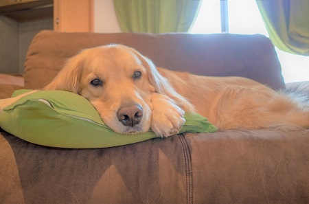 こー君　ススキ