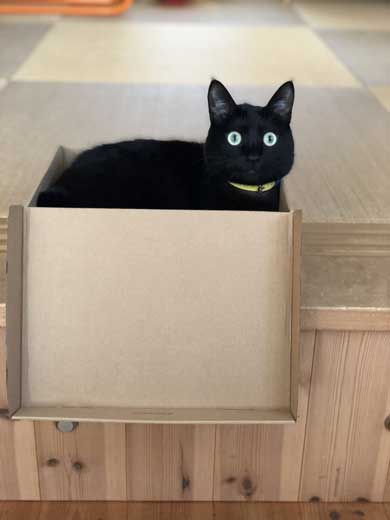 無機質な感じ 黒猫 目 人形 無 表情 視線 魔女の宅急便 ジジ