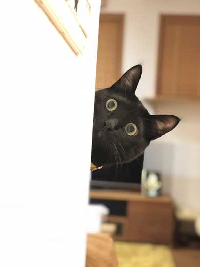 無機質な感じ 黒猫 目 人形 無 表情 視線 魔女の宅急便 ジジ