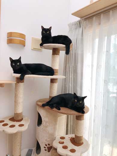 無機質な感じ 黒猫 目 人形 無 表情 視線 魔女の宅急便 ジジ