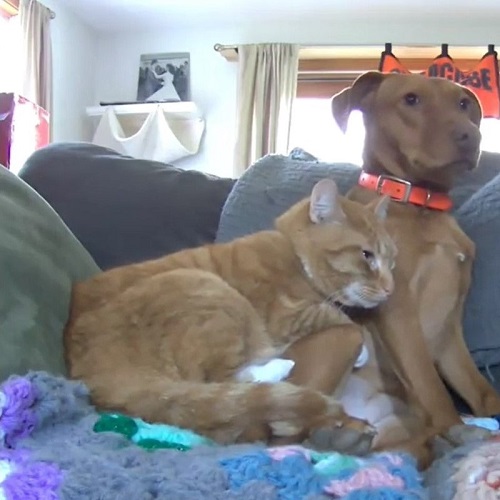 cat and vizsla