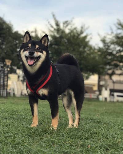 ドッグランでパチリ