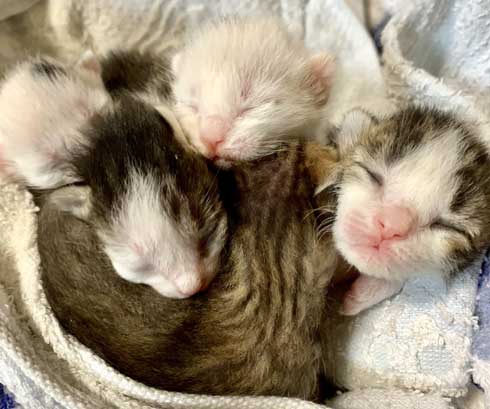 子猫 赤ちゃん猫 世話 ちっちゃいお母さん 子猫ママ 保護