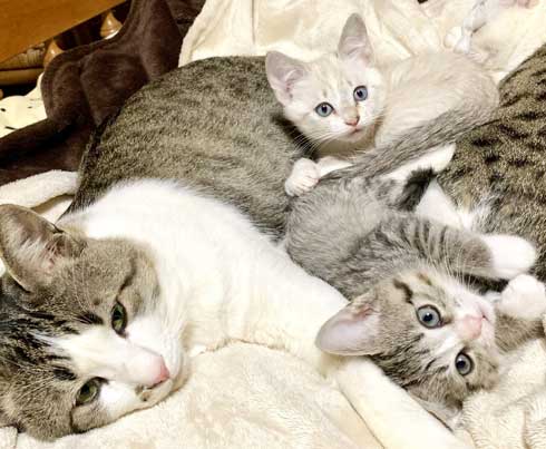 子猫 赤ちゃん猫 世話 ちっちゃいお母さん 子猫ママ 保護