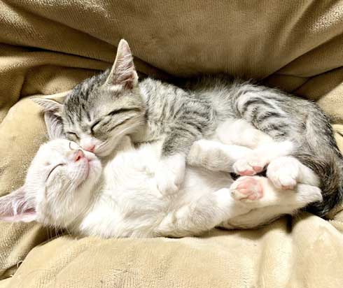 子猫 赤ちゃん猫 世話 ちっちゃいお母さん 子猫ママ 保護