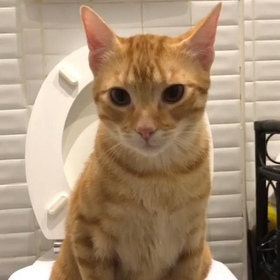 優雅におトイレにゃんこ