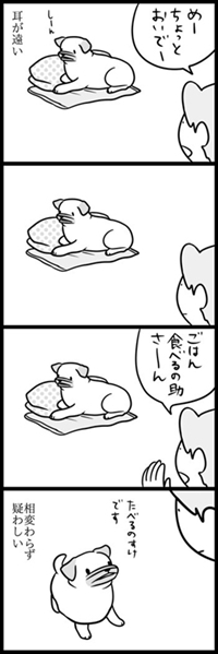 パグのめーちゃん