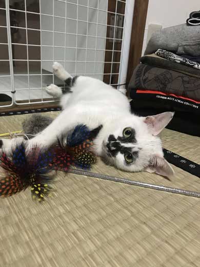 河鍋暁斎 猫 ポーズ 鳥獣戯画 猫又と狸 熱海 バー Muddy Cat