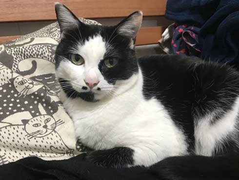 河鍋暁斎 猫 ポーズ 鳥獣戯画 猫又と狸 熱海 バー Muddy Cat