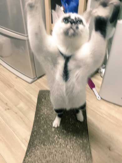 河鍋暁斎 猫 ポーズ 鳥獣戯画 猫又と狸 熱海 バー Muddy Cat