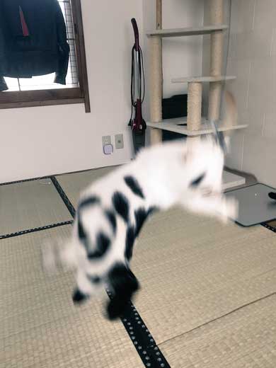 河鍋暁斎 猫 ポーズ 鳥獣戯画 猫又と狸 熱海 バー Muddy Cat