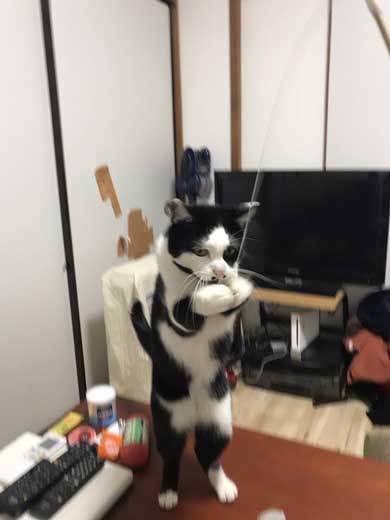 河鍋暁斎 猫 ポーズ 鳥獣戯画 猫又と狸 熱海 バー Muddy Cat