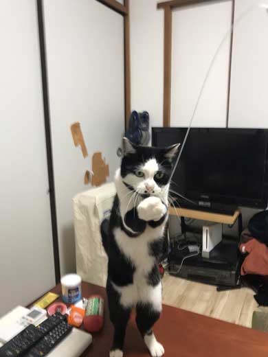 河鍋暁斎 猫 ポーズ 鳥獣戯画 猫又と狸 熱海 バー Muddy Cat