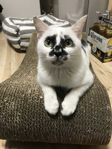 河鍋暁斎 猫 ポーズ 鳥獣戯画 猫又と狸 熱海 バー Muddy Cat