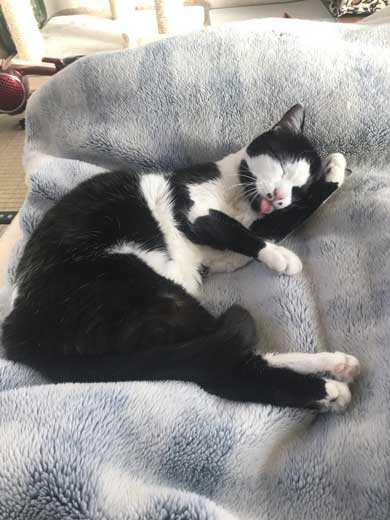 河鍋暁斎 猫 ポーズ 鳥獣戯画 猫又と狸 熱海 バー Muddy Cat