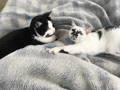 河鍋暁斎 猫 ポーズ 鳥獣戯画 猫又と狸 熱海 バー Muddy Cat