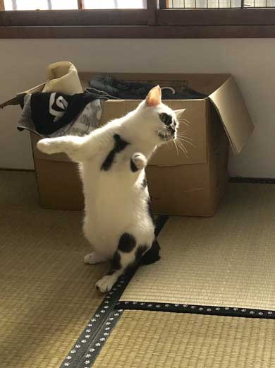 河鍋暁斎 猫 ポーズ 鳥獣戯画 猫又と狸 熱海 バー Muddy Cat